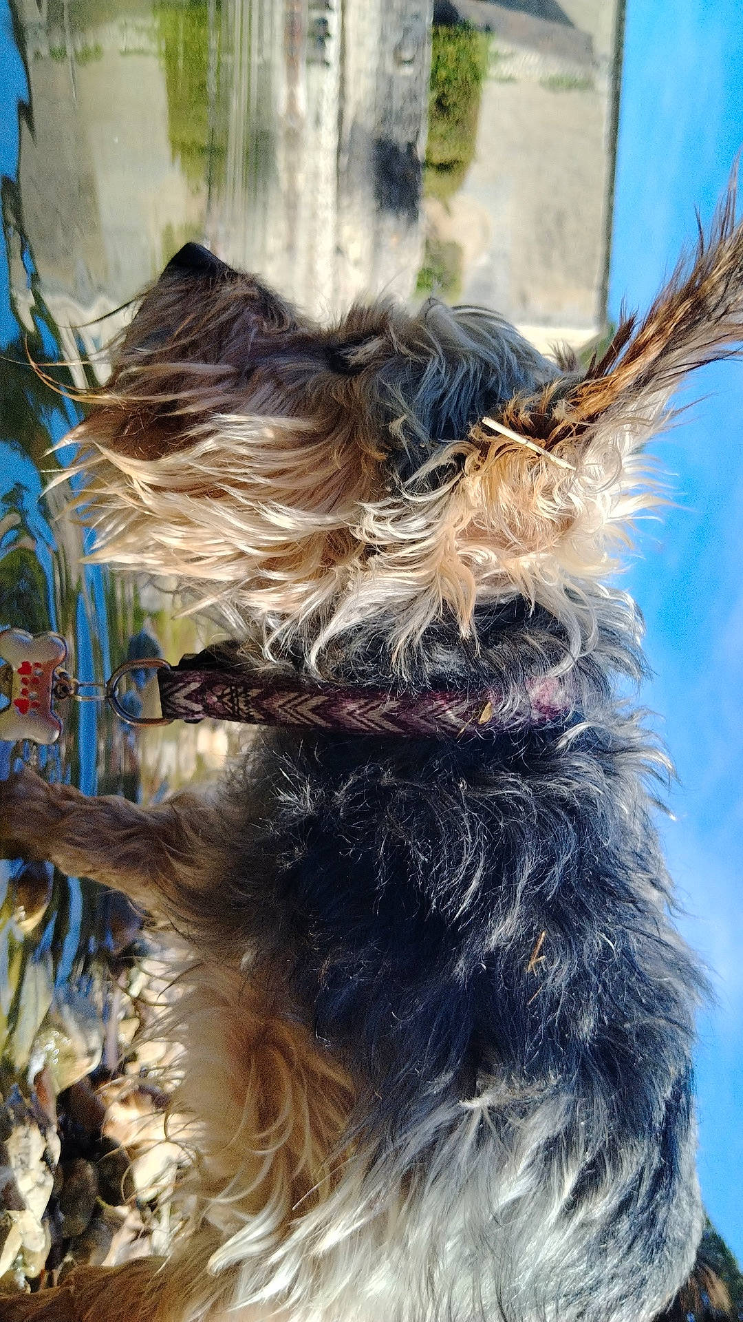 Maxs a rejoint le concours — aidez-le/la à gagner de superbes lots ! canidae, carnivore, collar, companion_dog, dog, dog_breed, dog_collar, electric_blue, fashion_accessory, fawn, feather, fur, liver, natural_material, small_terrier, snout, sporting_group, tail, terrier, working_animal