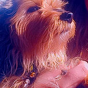 Maxs a rejoint le concours — aidez-le/la à gagner de superbes lots ! animal, bead, brown_fur, car, close_up, collar, companion, dog, face, furry, gentle, hand, human, indoors, pet, portrait, scruffy, side_view, sunlight, window