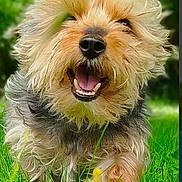 Maxs a rejoint le concours — aidez-le/la à gagner de superbes lots ! dog, happy, grass, outdoor, pet, playful, fur, canine, nature, animal, closeup, smiling, tongue, running, summer, greenery, cute, small_dog, joy, sunlight
