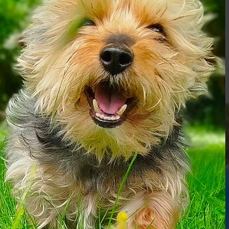 Maxs a rejoint le concours — aidez-le/la à gagner de superbes lots ! animal, canine, closeup, cute, dog, fur, grass, greenery, happy, joy, nature, outdoor, pet, playful, running, small_dog, smiling, summer, sunlight, tongue