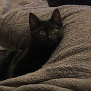 Shadow a rejoint le concours — aidez-le/la à gagner de superbes lots ! animal, black_cat, blanket, comfort, cozy, cuddly, cute, eyes, feline, fur, home, indoor, kitten, pet, relaxed, resting, sleepy, soft_texture, warm, whiskers