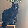 Shadow participe au concours pour gagner de l'argent avec cette photo : black_cat, cat, feline, pet, animal, green_eyes, whiskers, fur, tail, sitting, indoor, vase, plant, leaves, wooden_shelf, portrait, staring, cozy, home_decor, cute
