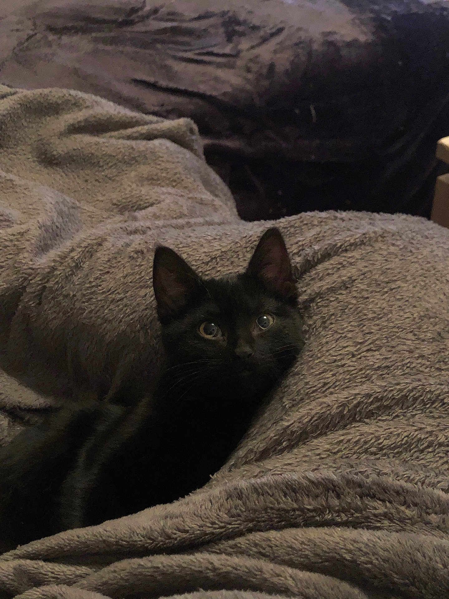 Shadow a rejoint le concours — aidez-le/la à gagner de superbes lots ! cat, kitten, black_cat, blanket, bedding, cozy, ears, eyes, fur, domestic_animal, indoor, pet, resting, lying_down, looking_up, whiskers, sofa, soft_texture, plush, portrait