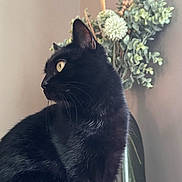 Shadow participe au concours pour gagner de l'argent avec cette photo : cat, black_cat, feline, pet, portrait, whiskers, side_profile, indoor, houseplant, eucalyptus, fur, yellow_eyes, sitting, close_up, soft_light, shadow, domestic_cat, curious, ears, nose
