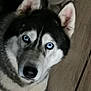 Hélios Et Istres participe au concours pour gagner de l'argent avec cette photo : dog, husky, blue_eyes, canine, pet, portrait, close_up, fur, ears, nose, indoor, tile_floor, looking_up, white_fur, black_fur, pup, animal, cute, domestic_pet, alert