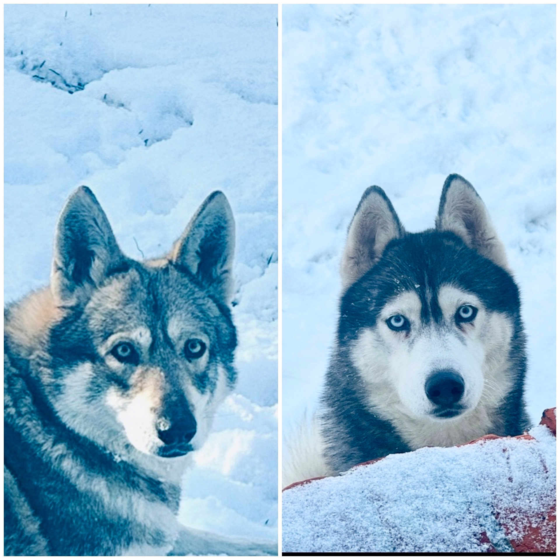 Hélios Et Istres participe au concours pour gagner de l'argent avec cette photo : dog, husky, siberian_husky, snow, winter, blue_eyes, fur, ears, muzzle, nose, portrait, outdoor, cold, frost, animal, two_animals, split_frame, rock, looking_at_camera, serious_expression