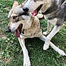 Hélios Et Istres participe au concours pour gagner de l'argent avec cette photo : animal, canine, closeup, companions, daylight, dog, friendly, fur, grass, happy, husky, mammal, nature, outdoor, pet, playful, portrait, tongue_out, two_dogs, walking
