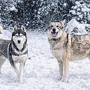 Hélios Et Istres a rejoint le concours — aidez-le/la à gagner de superbes lots ! dog, dogs, husky, siberian_husky, canine, pet, snow, snowfall, winter, outdoor, animal, blue_eyes, fur, portrait, standing, paws, trees, forest, happy, playful