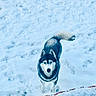 Hélios a rejoint le concours — aidez-le/la à gagner de superbes lots ! dog, husky, snow, winter, animal, outdoor, pet, canine, fur, blue_eyes, nature, cold, mammal, standing, looking, alert, winter_climate, frozen, wild, portrait