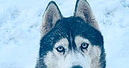 Hélios a rejoint le concours — aidez-le/la à gagner de superbes lots ! husky, dog, snow, winter, blue_eyes, animal, pet, outdoor, cold, fur, muzzle, ears, canine, nature, portrait, face, watchful, frozen, landscape, white