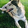 Hélios a rejoint le concours — aidez-le/la à gagner de superbes lots ! dog, husky, animal, pet, grass, outdoor, nature, sunlight, fur, canine, muzzle, ears, tongue, relaxed, happy, side_view, laying_down, greenery, daytime, closeup
