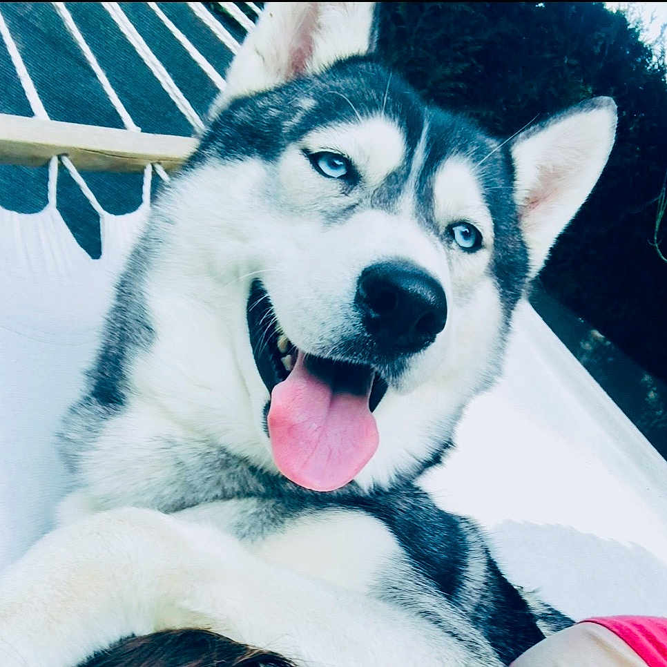 Hélios a rejoint le concours — aidez-le/la à gagner de superbes lots ! dog, husky, blue_eyes, tongue_out, hammock, outdoor, pet, animal, relaxed, happy, fur, canine, nature, summer, close_up, portrait, snout, ears, leisure, sunlight