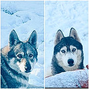 Hélios a rejoint le concours — aidez-le/la à gagner de superbes lots ! dog, husky, snow, winter, animal, outdoor, fur, blue_eyes, portrait, nature, canine, cold, muzzle, ears, face, pet, wildlife, frost, looking, two_dogs