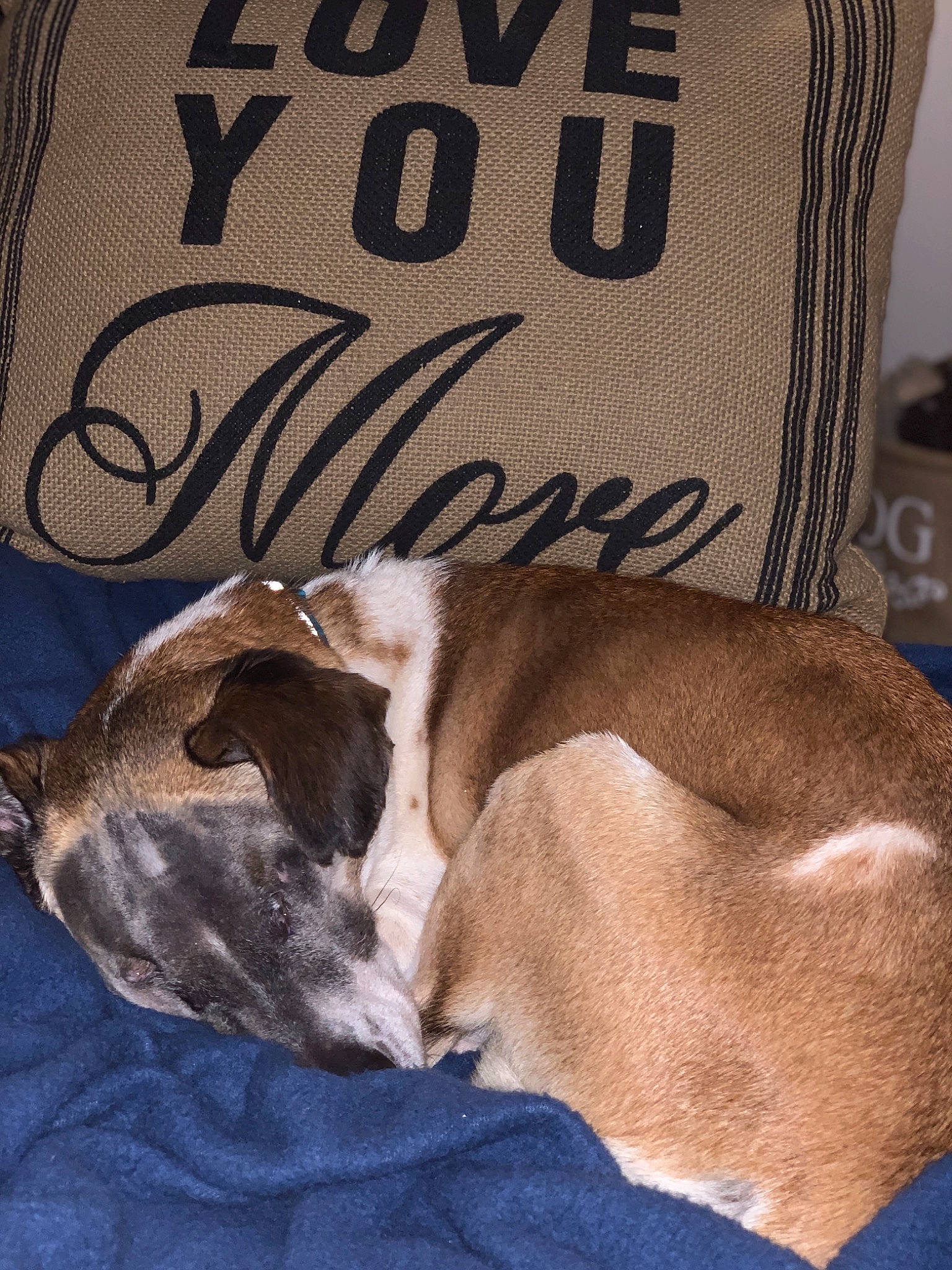 Hope joined the competition — help win amazing prizes! canidae, carnivore, dog, dog_breed, fawn, galgo_espanol, italian_greyhound, lurcher, nap, whippet