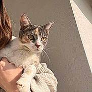 Athena a rejoint le concours — aidez-le/la à gagner de superbes lots ! cat, pet, feline, calico, whiskers, yellow_eyes, paw, human_hand, sweater, sleeve, holding, close_up, portrait, indoor, wall, sunlight, fur, ear, nose, cozy
