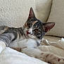 Athena participe au concours pour gagner de l'argent avec cette photo : cat, kitten, feline, pet, whiskers, amber_eyes, ears, fur, blanket, couch, cozy, indoor, portrait, close_up, relaxed, lounging, soft_texture, domestic, home, nap
