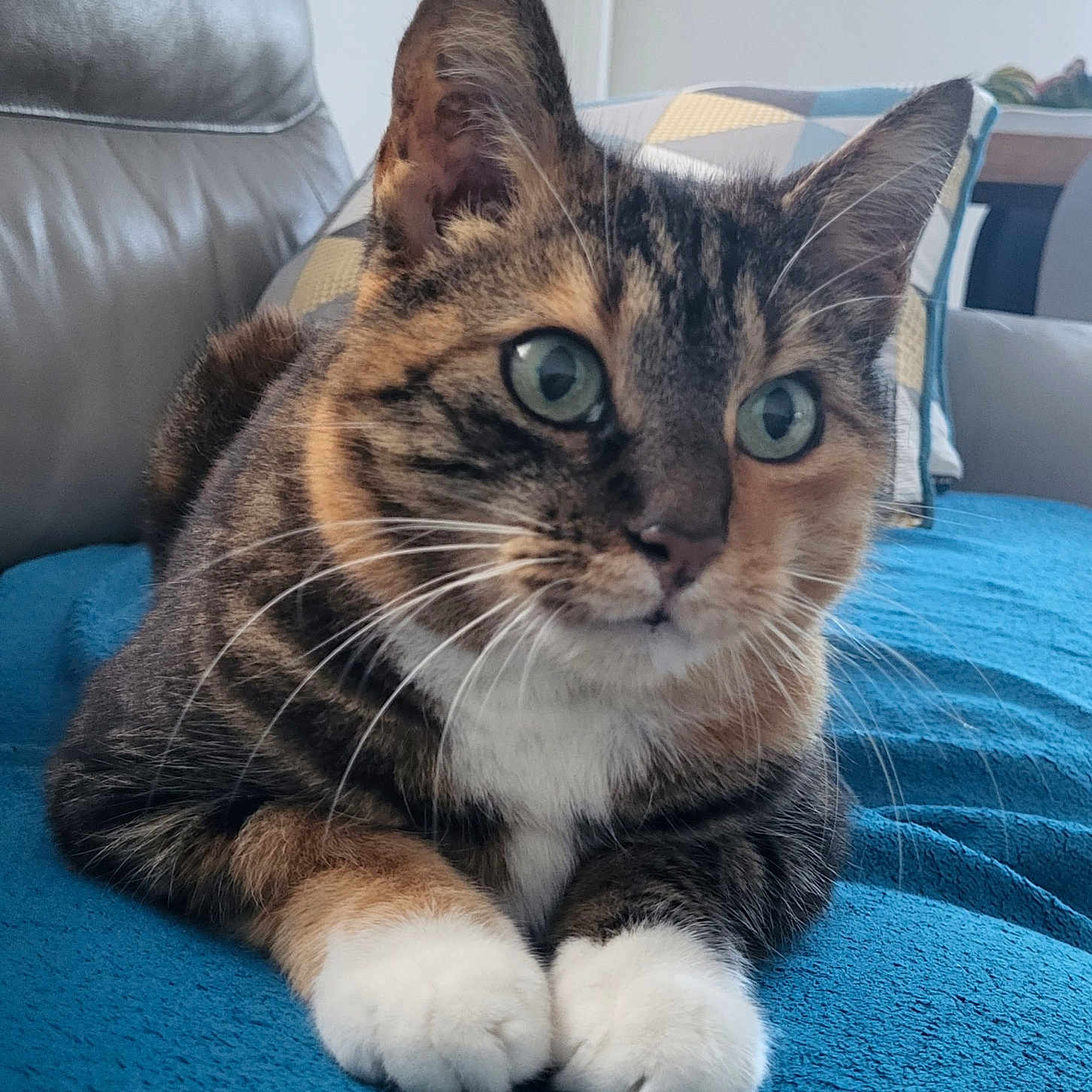 Hope participe au concours pour gagner de l'argent avec cette photo : abyssinian, animal, architecture, blanket, building, cat, chair, couch, cushion, furniture, homedecor, indoors, interiordesign, kitten, livingroom, manx, person, pet, pillow, room
