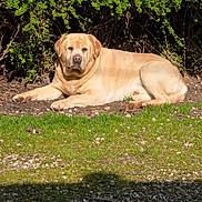 Sultan participe au concours pour gagner de l'argent avec cette photo : animal, bush, canine, daytime, dog, fur, garden, golden_retriever, grass, labrador, leafy, lying_down, mammal, nature, outdoor, pet, relaxed, resting, summer, sunlight