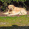 animal, bush, canine, daytime, dog, fur, garden, golden_retriever, grass, labrador, leafy, lying_down, mammal, nature, outdoor, pet, relaxed, resting, summer, sunlight