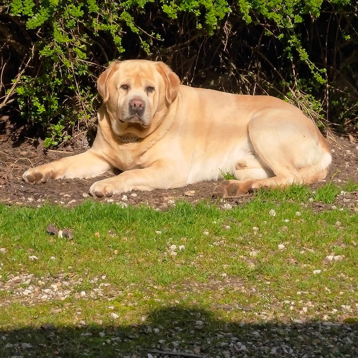 Sultan
