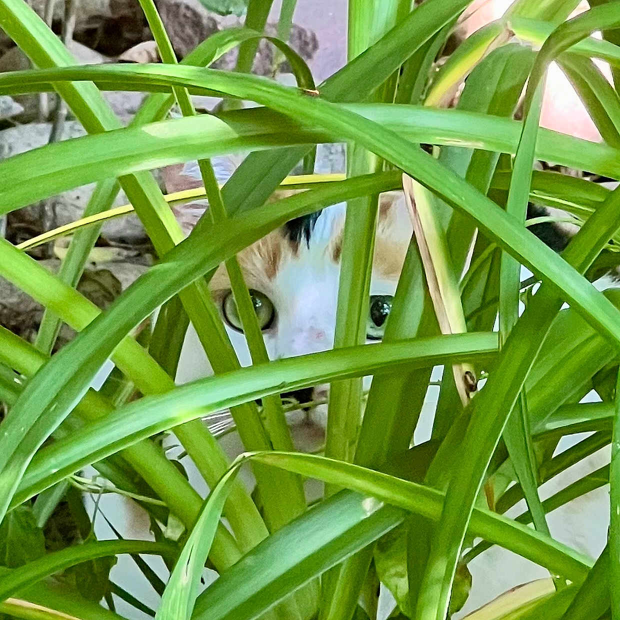 Tache joined the competition — help win amazing prizes! animal, background, camouflage, cat, closeup, curious, daylight, eyes, feline, foliage, garden, green_leaves, hiding, nature, outdoor, pet, plants, texture, whiskers, wildlife