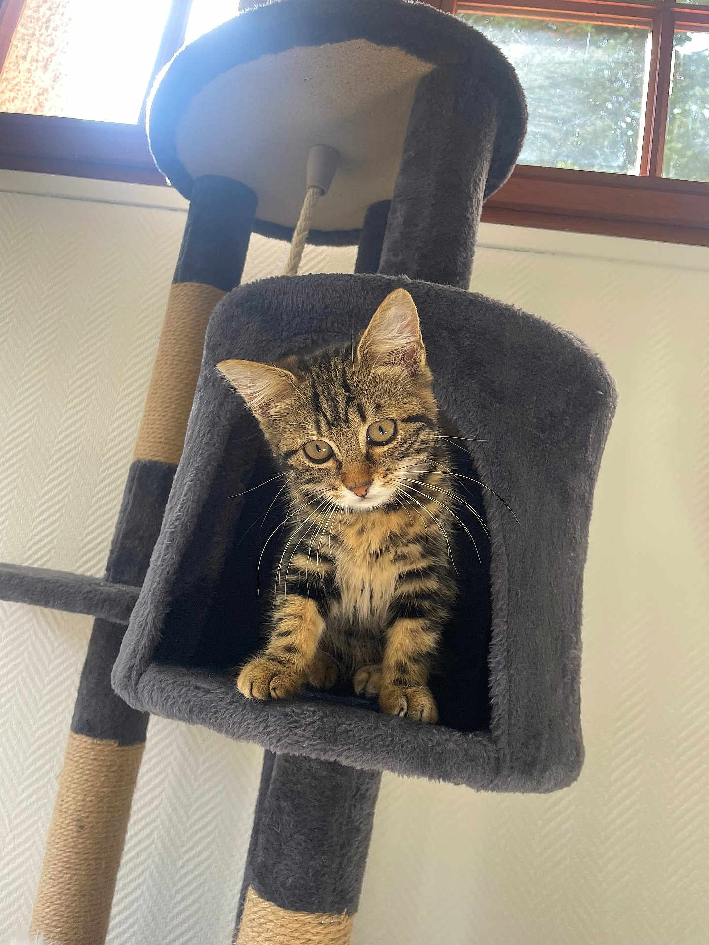 Maya a rejoint le concours — aidez-le/la à gagner de superbes lots ! kitten, cat, cat_tree, pet, indoor, feline, curious, striped, window, plush, cozy, animal, young, playful, whiskers, ears, paws, home, light, fur
