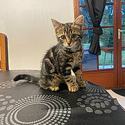 Maya participe au concours pour gagner de l'argent avec cette photo : kitten, cat, tabby, indoor, table, tablecloth, pattern, curious, pet, young, feline, whiskers, ears, furniture, chair, window, curtain, glass_door, wooden, home