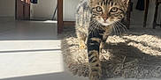 Maya a rejoint le concours — aidez-le/la à gagner de superbes lots ! kitten, cat, tabby, indoor, sunlight, shadow, rug, floor, tile, wooden_chair, table, curious, pet, animal, walking, home, cozy, furniture, whiskers, playful