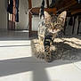 kitten, cat, tabby, indoor, sunlight, shadow, rug, floor, tile, wooden_chair, table, curious, pet, animal, walking, home, cozy, furniture, whiskers, playful