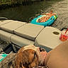 Dumbledore joined the competition — help win amazing prizes! dog, bulldog, person, boat, river, kayak, water, nature, trees, greenery, relaxation, summer, outdoor, floating, inflatable, people, resting, lap, polka_dot, drink