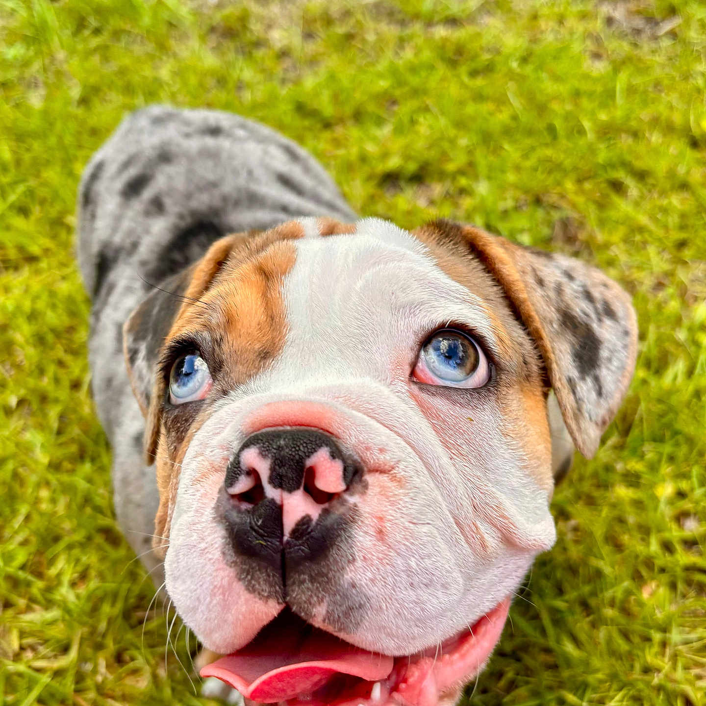 Dumbledore is registered to the contest to win money with this photo: puppy, dog, blue_eyes, close_up, grass, outdoor, pet, adorable, happy, tongue, nose, fur, brown, white, black, speckled, cute, young, animal, nature