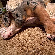 Dumbledore joined the competition — help win amazing prizes! puppy, dog, sleeping, carpet, indoor, close_up, fur, paw, wrinkles, resting, cozy, cute, pet, animal, napping, brown, white, black_spots, soft, blanket