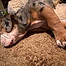 puppy, dog, sleeping, carpet, indoor, close_up, fur, paw, wrinkles, resting, cozy, cute, pet, animal, napping, brown, white, black_spots, soft, blanket