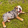 Dumbledore is registered to the contest to win money with this photo: puppy, dog, grass, outdoor, blue_eyes, spotted, happy, playful, pet, animal, nature, cute, young, tongue_out, fur, mammal, lying_down, summer, daylight, canine