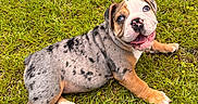 Dumbledore joined the competition — help win amazing prizes! puppy, dog, grass, outdoor, animal, cute, pet, playful, happy, smiling, young, canine, nature, fur, brown, white, black_spots, tongue_out, lying_down, daylight
