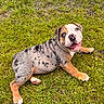 puppy, dog, grass, outdoor, animal, cute, pet, playful, happy, smiling, young, canine, nature, fur, brown, white, black_spots, tongue_out, lying_down, daylight