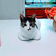Bobby is registered to the contest to win money with this photo: cat, table, pink_cup, flower_vase, flowers, kitchen_sink, wooden_cabinet, indoor, pet, white_table, domestic_cat, striped_cat, curious, resting, household, clean, decor, orange_flowers, red_flowers, white_flowers