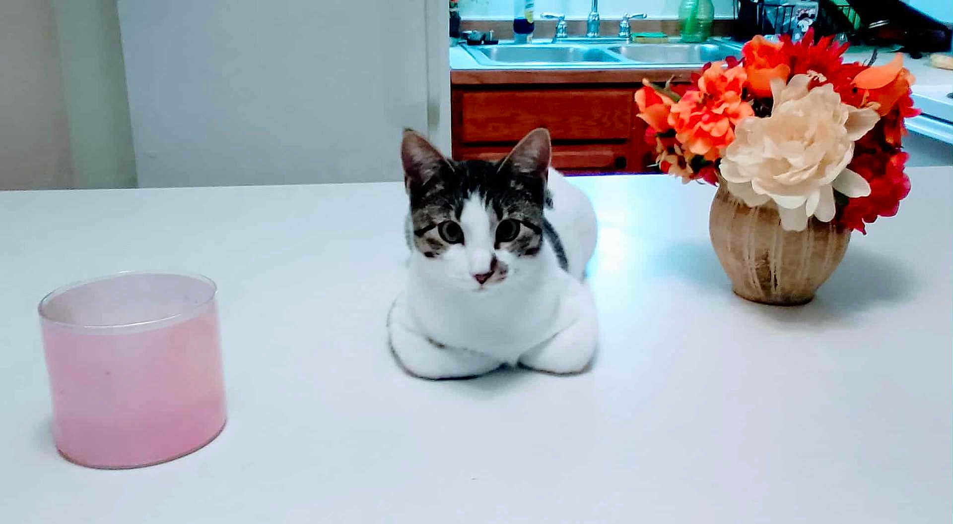 Bobby is registered to the contest to win money with this photo: cat, table, pink_cup, flower_vase, flowers, kitchen_sink, wooden_cabinet, indoor, pet, white_table, domestic_cat, striped_cat, curious, resting, household, clean, decor, orange_flowers, red_flowers, white_flowers