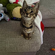 Percy is registered to the contest to win money with this photo: kitten, tabby, cat, collar, bell, couch, blanket, plush_toy, carpet, indoor, pet, curious, fur, whiskers, ears, sitting, looking_up, cozy, home, cute