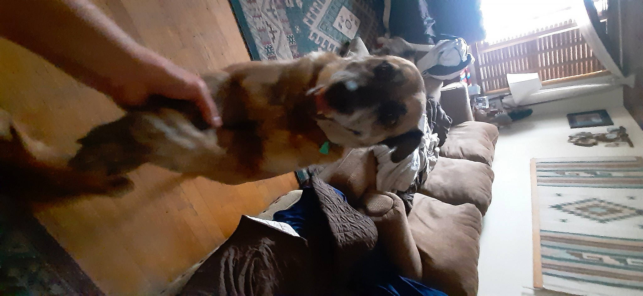 Charlie joined the competition — help win amazing prizes! camera, canidae, comfort, companion_dog, dog_breed, fawn, fur, hand, sporting_group, working_animal, wrist