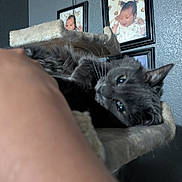 Sizzle is registered to the contest to win money with this photo: animal, baby_photos, cat, cat_tree, closeup, feline, fluffy, framed_photos, fur, gray_cat, green_eyes, home, indoors, pet, portrait, relaxed, scratching_post, upside_down, wall, whiskers
