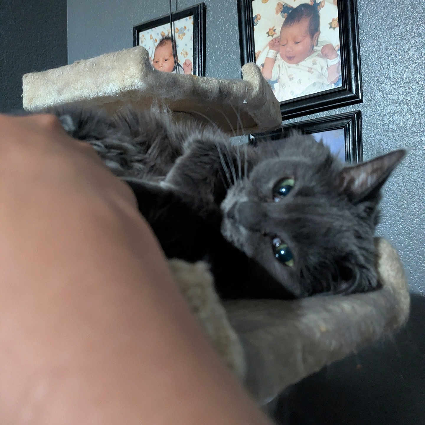 Sizzle is registered to the contest to win money with this photo: animal, baby_photos, cat, cat_tree, closeup, feline, fluffy, framed_photos, fur, gray_cat, green_eyes, home, indoors, pet, portrait, relaxed, scratching_post, upside_down, wall, whiskers