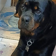 Gracie Mae is registered to the contest to win money with this photo: dog, rottweiler, pet, indoor, collar, tag, canine, animal, closeup, fur, black, brown, face, ears, eyes, nose, floor, rug, domestic, looking