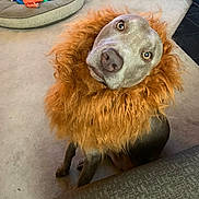 Coop is registered to the contest to win money with this photo: dog, pet, costume, lion_mane, animal, indoor, carpet, curious, cute, head_tilt, toy, bed, furniture, brown, gray, canine, companion, domestic, portrait, sitting