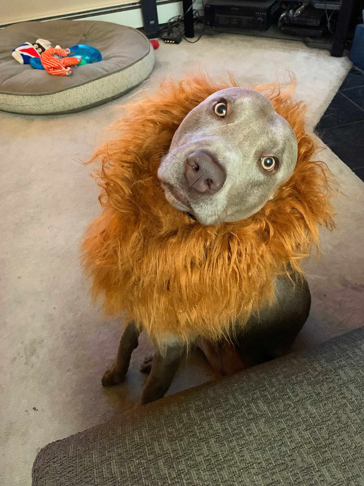 Coop is registered to the contest to win money with this photo: dog, pet, costume, lion_mane, animal, indoor, carpet, curious, cute, head_tilt, toy, bed, furniture, brown, gray, canine, companion, domestic, portrait, sitting
