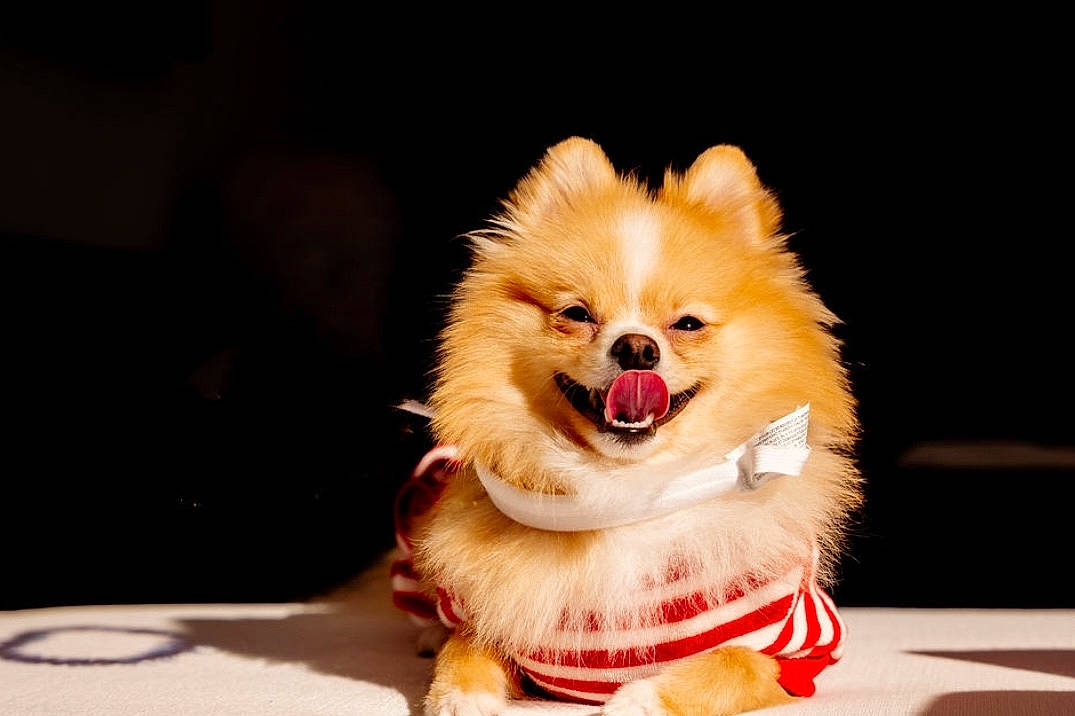 Kingston joined the competition — help win amazing prizes! carnivore, companion_dog, dog, dog_breed, dog_supply, event, fawn, fur, german_spitz, german_spitz_klein, happy, plant, pomeranian, smile, snout, spitz, sporting_group, toy_dog, volpino_italiano, whiskers