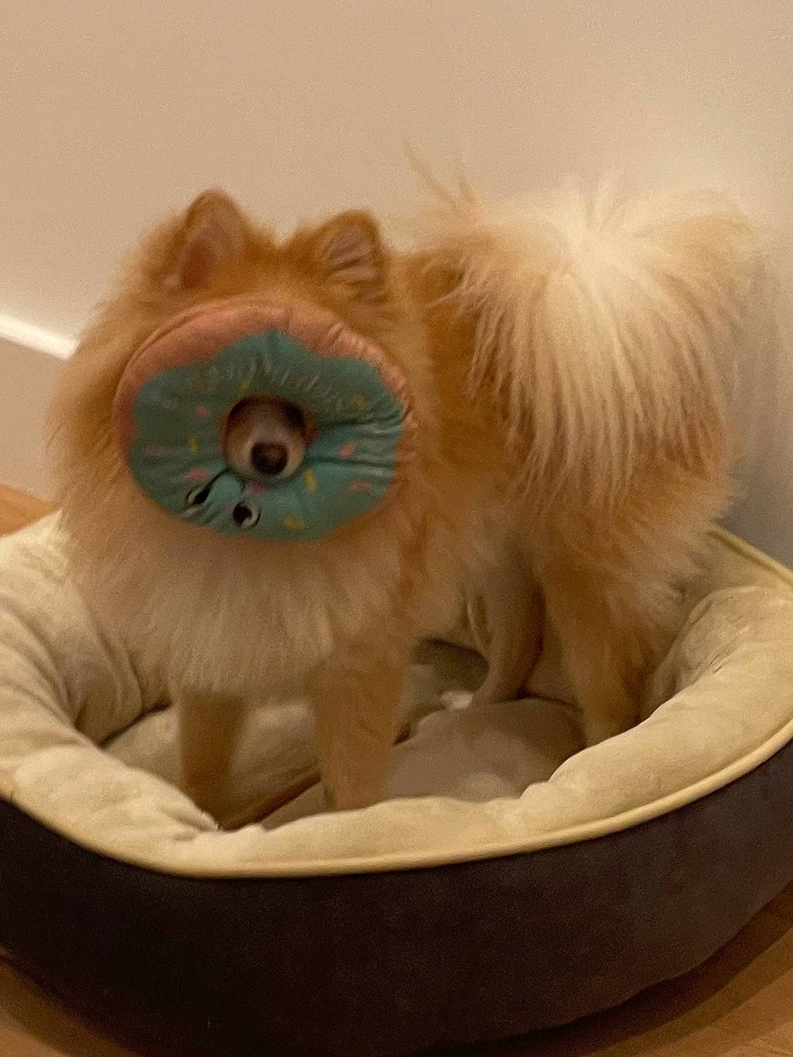 Kingston joined the competition — help win amazing prizes! baby_products, baby_toys, ball, canidae, carnivore, companion_dog, dog, dog_bed, dog_breed, dog_supply, eyelash, fawn, fur, pet_supply, plush, small_terrier, stuffed_toy, toy, toy_dog, whiskers