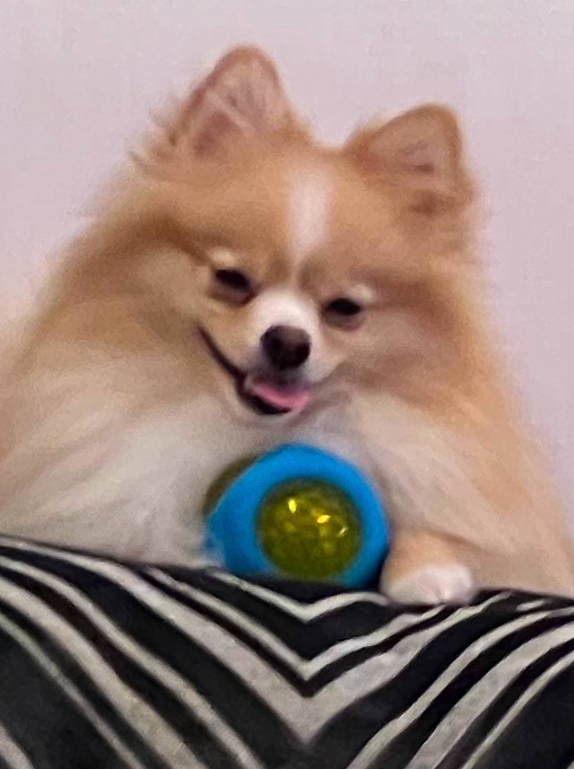 Kingston joined the competition — help win amazing prizes! ancient_dog_breeds, canidae, carnivore, companion_dog, dog, dog_breed, dog_supply, fawn, fur, german_spitz, german_spitz_klein, german_spitz_mittel, non_sporting_group, snout, spitz, sporting_group, toy_dog, volpino_italiano, whiskers, working_animal