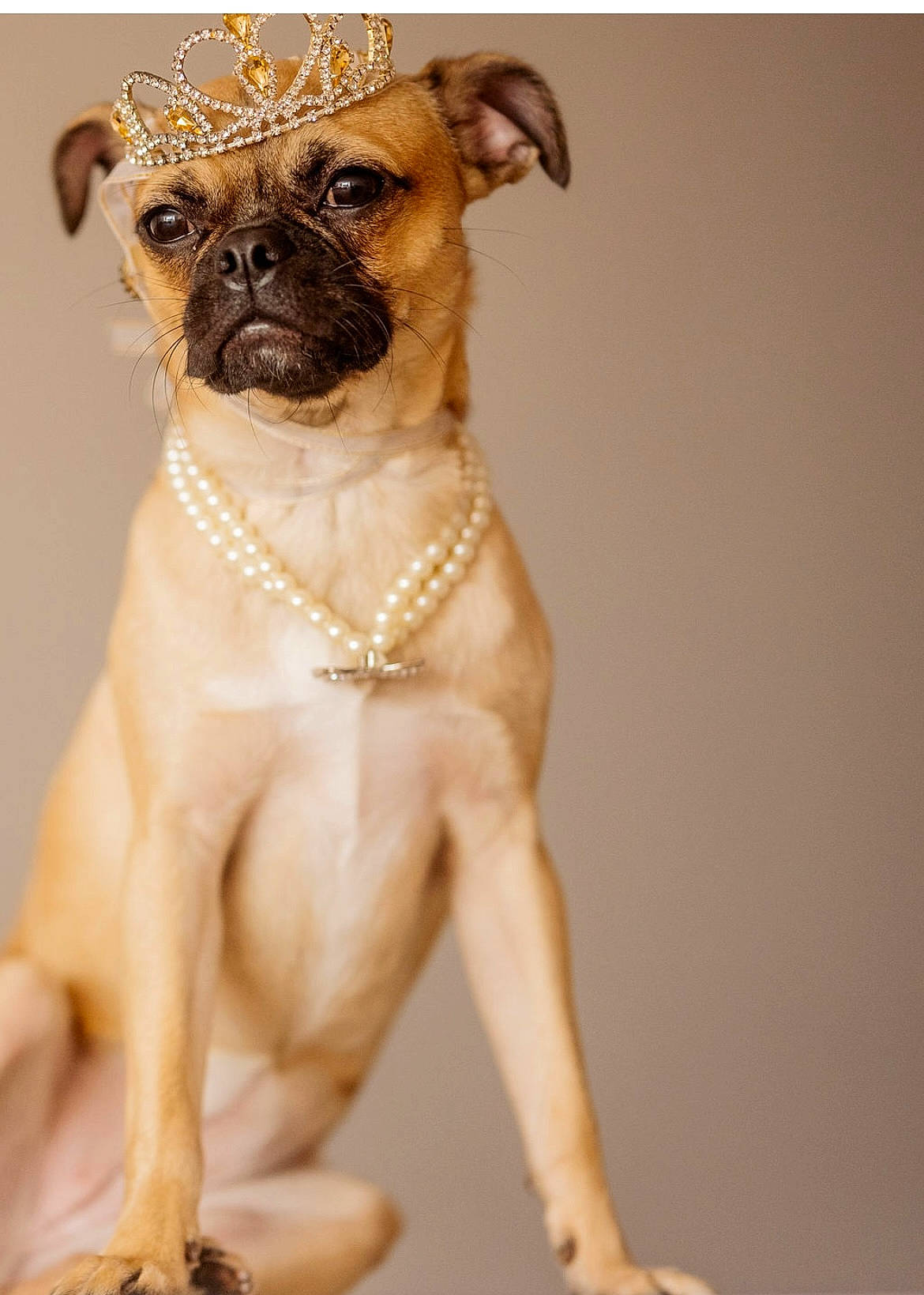 Sophie joined the competition — help win amazing prizes! canidae, carnivore, chest, collar, companion_dog, dog, dog_breed, dog_collar, dog_supply, fawn, human_body, pet_supply, snout, sporting_group, sunglasses, toy_dog, trunk, whiskers, working_animal, wrinkle