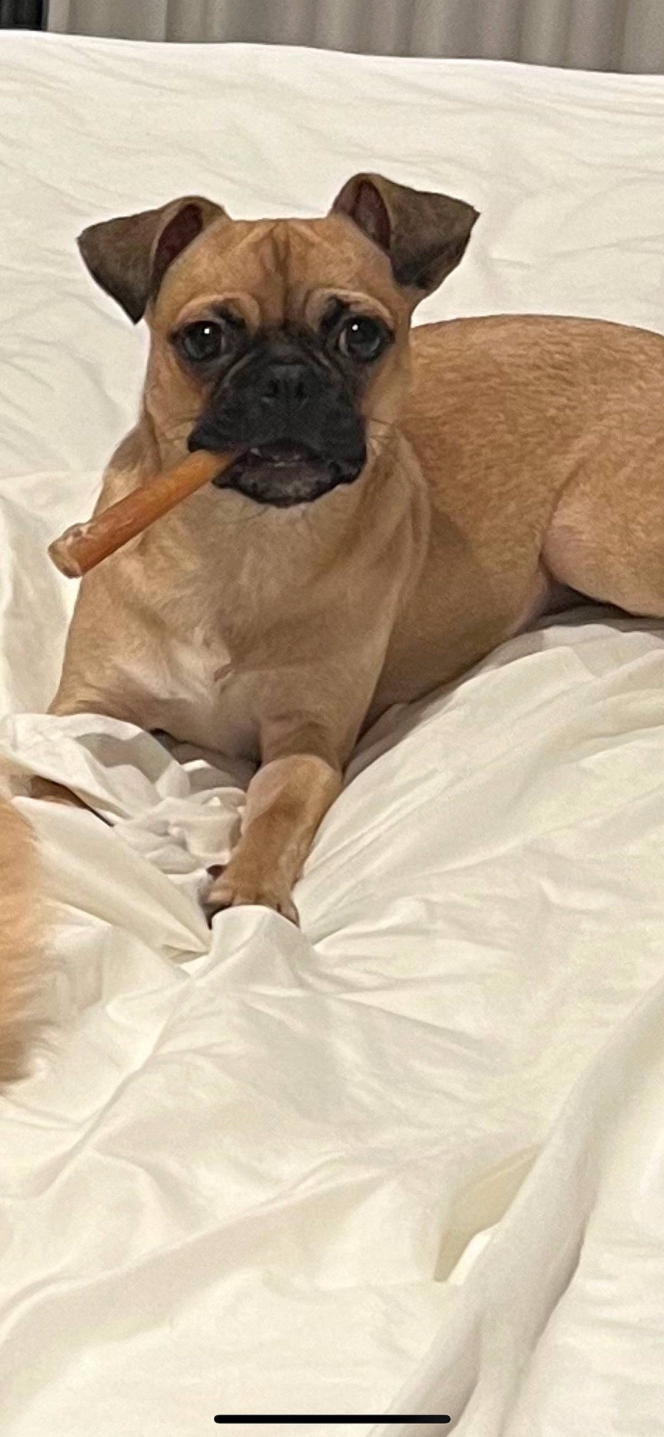 Sophie joined the competition — help win amazing prizes! bulldog, canidae, carnivore, comfort, companion_dog, dog, dog_breed, fawn, fur, linens, non_sporting_group, pug, puppy, snout, sporting_group, terrestrial_animal, toy_dog, whiskers, working_animal, wrinkle